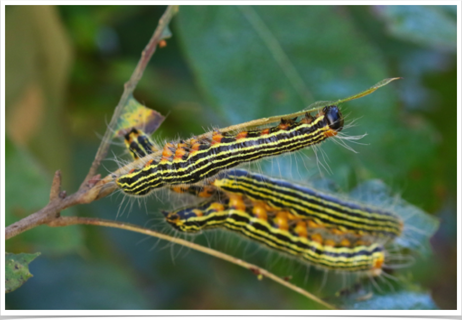 Yellow-necked Caterpillar on Oak
Datana ministra
Bibb County, Alabama